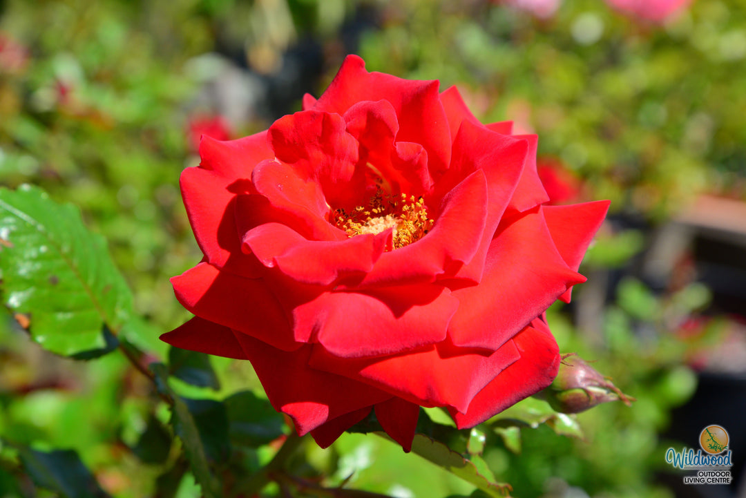 Drop Dead Red - Weeks Rose