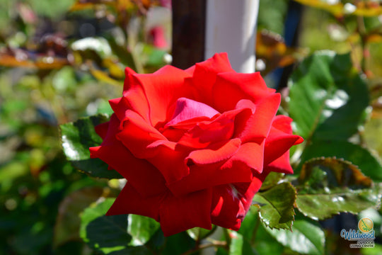 Drop Dead Red - Weeks Rose