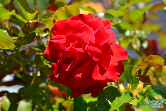 Drop Dead Red - Weeks Rose