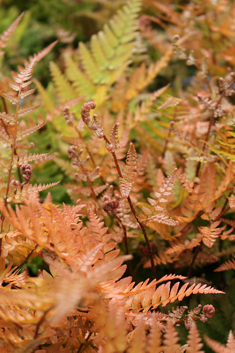 Shield Fern - Brilliance, 1 Pack