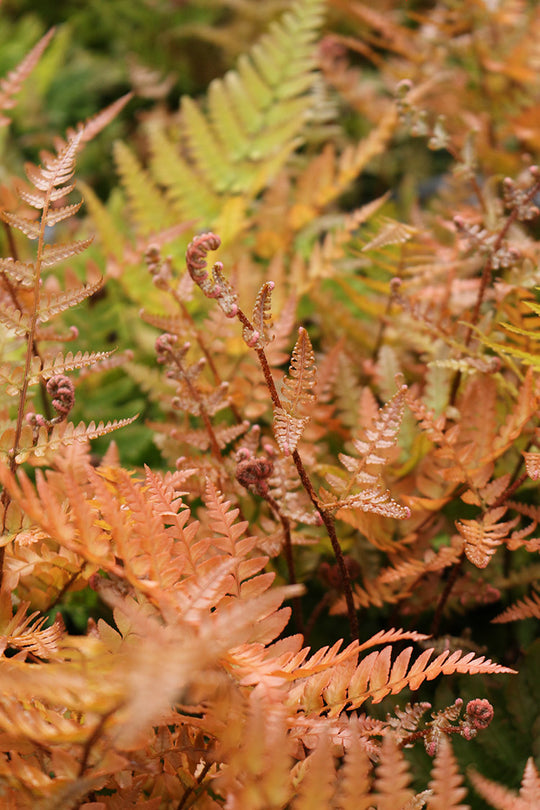 Shield Fern - Brilliance, 1 Pack