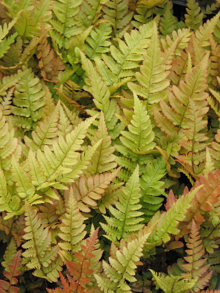 Shield Fern - Brilliance, 1 Pack