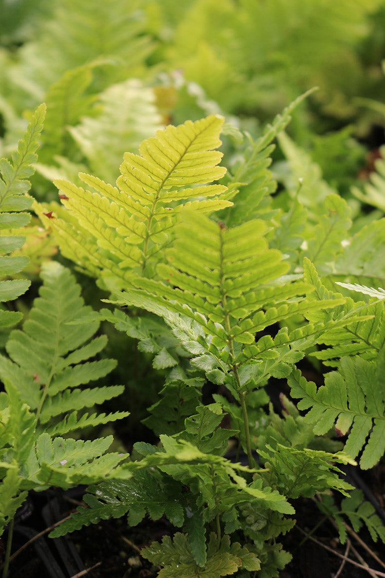 Autumn Fern - Erythrosora, 1 Pack