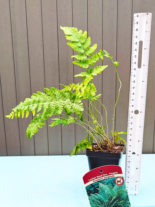 DryopterisMarginalis