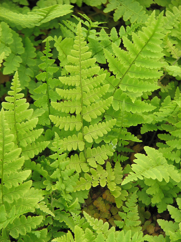 Leather Wood Fern - Dryopteris marginalis, 1 Pack