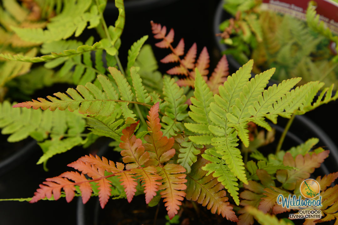 Shield Fern - Brilliance, 1 Pack