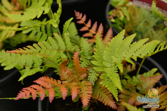 Shield Fern - Brilliance, 1 Pack