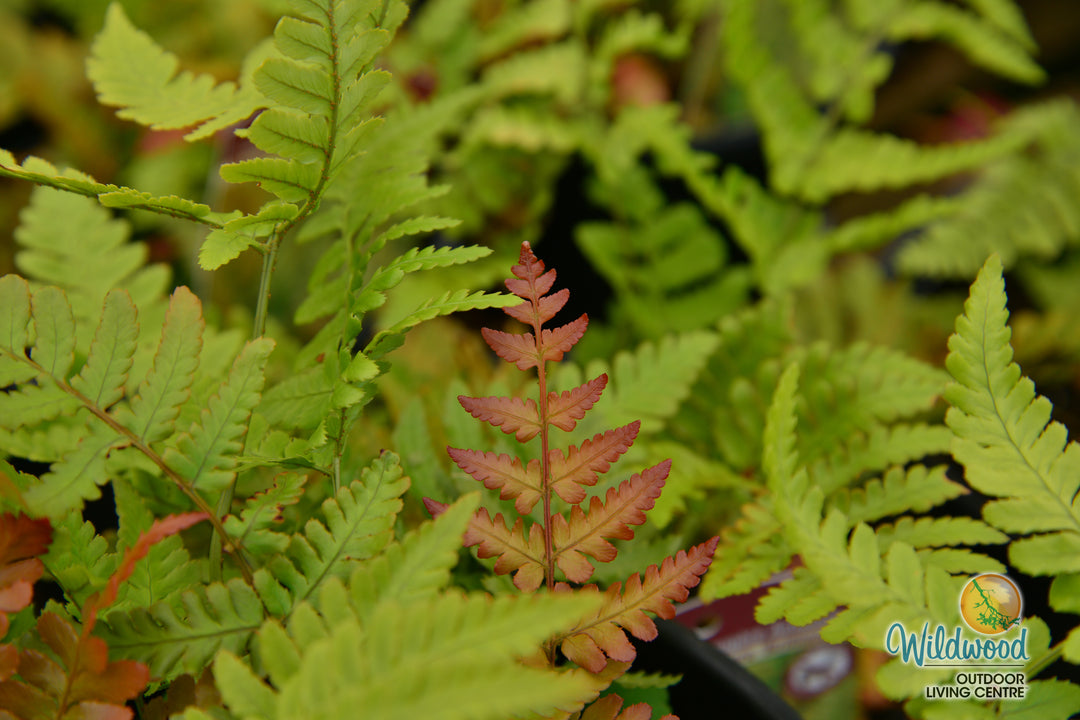 Shield Fern - Brilliance, 1 Pack
