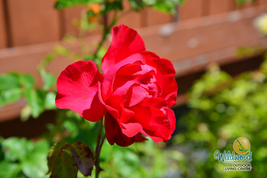 Dublin Bay - Weeks Rose