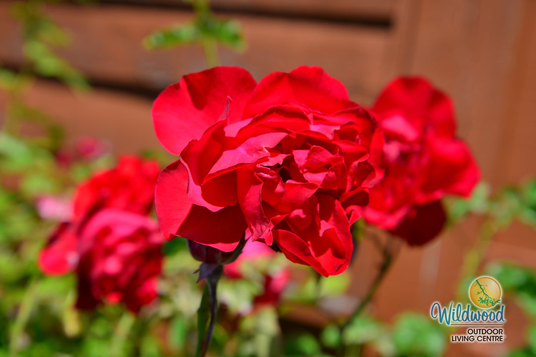Dublin Bay - Weeks Rose