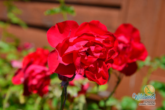 Dublin Bay - Weeks Rose