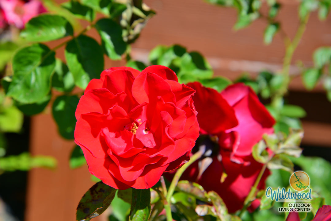 Dublin Bay - Weeks Rose