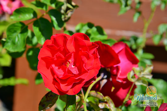 Dublin Bay - Weeks Rose