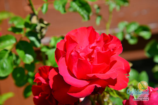 Dublin Bay - Weeks Rose
