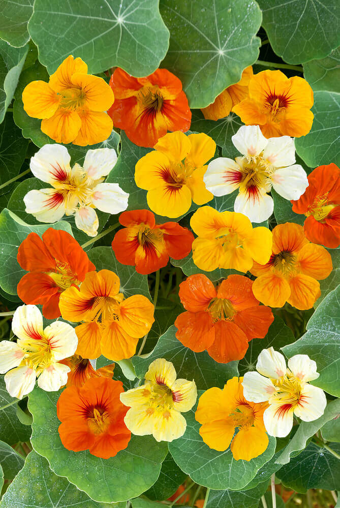 Nasturtium Dwarf Jewel Mixed Jumbo - Ontario Seed Company