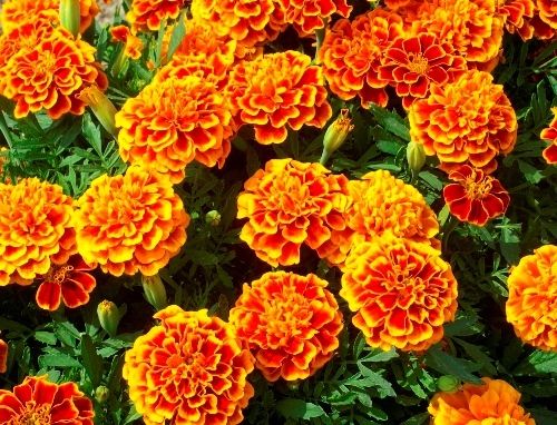 Marigold Dwarf French Petite - Pacific Northwest Seeds