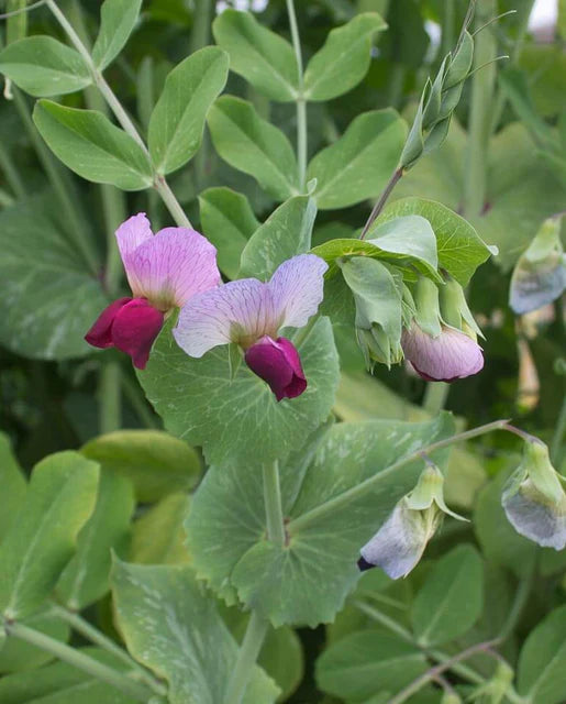 Pea Dwarf Grey Sugar Bulk - West Coast Seeds