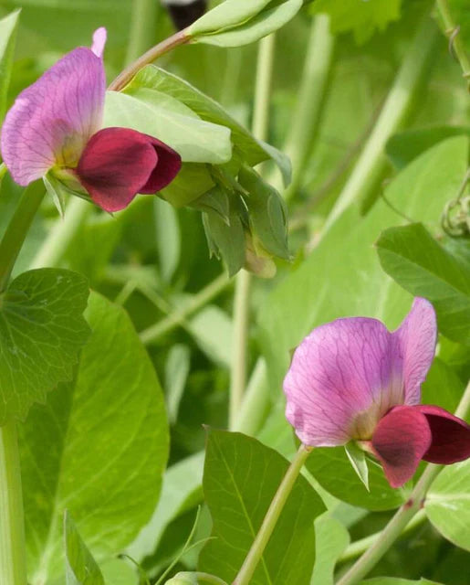 Pea Dwarf Grey Sugar Bulk - West Coast Seeds