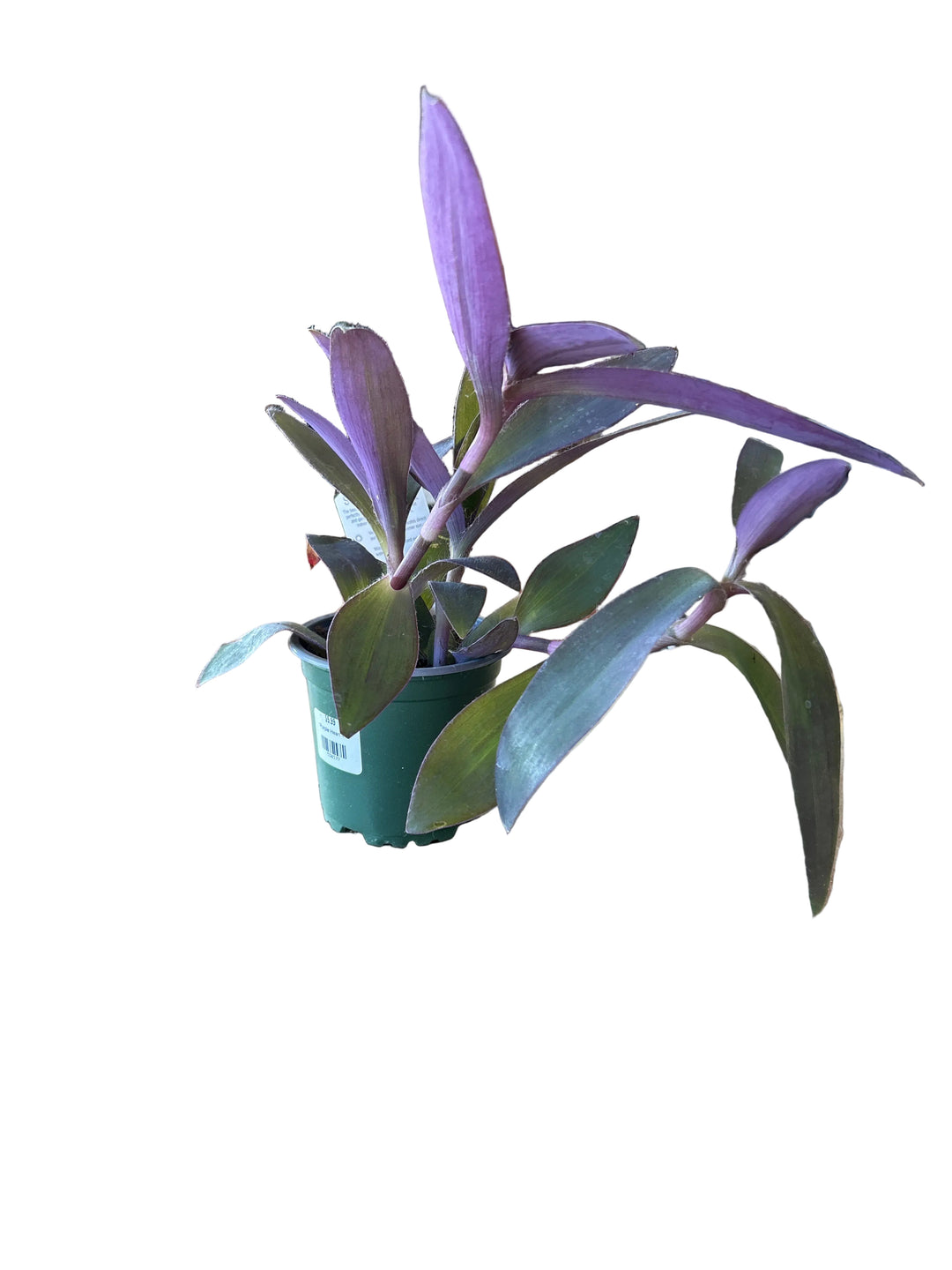 Purple Heart 4"
