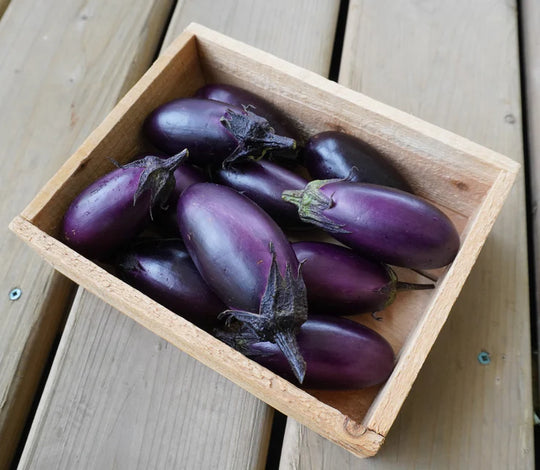 Eggplant Patio Baby - West Coast Seeds