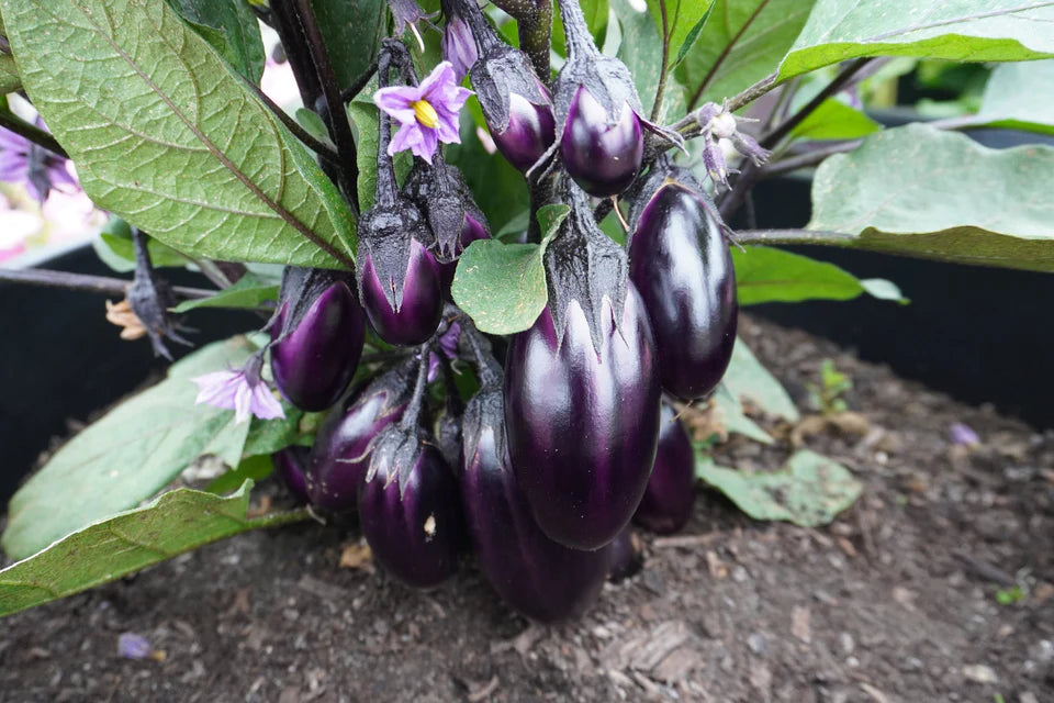 Eggplant Patio Baby - West Coast Seeds