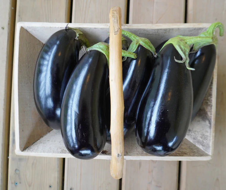 Eggplant Gaudi - West Coast Seeds