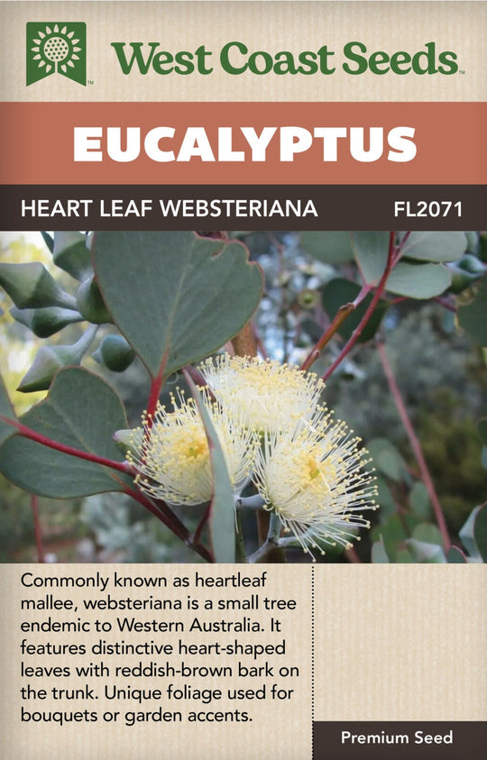 Eucalyptus Heart Leaf Websteriana - West Coast Seeds