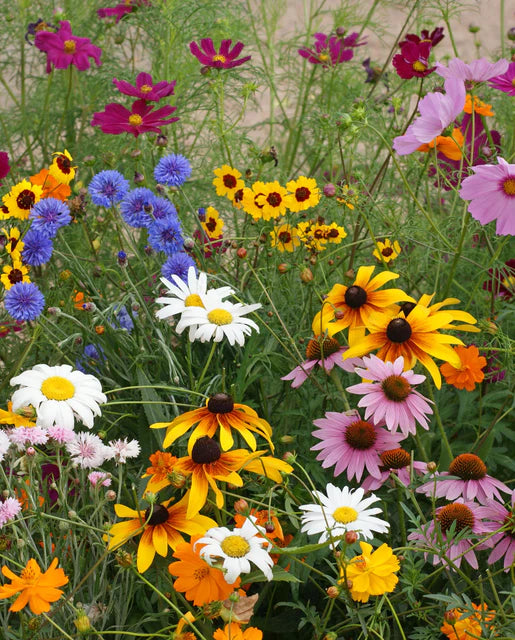 west coast garden seeds Wildflowers Cut Flower Blend