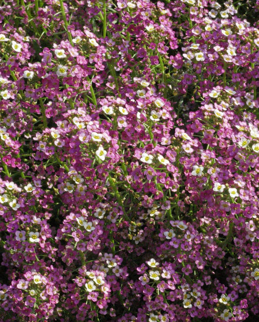 Alyssum Dwarf Pink - West Coast Seeds