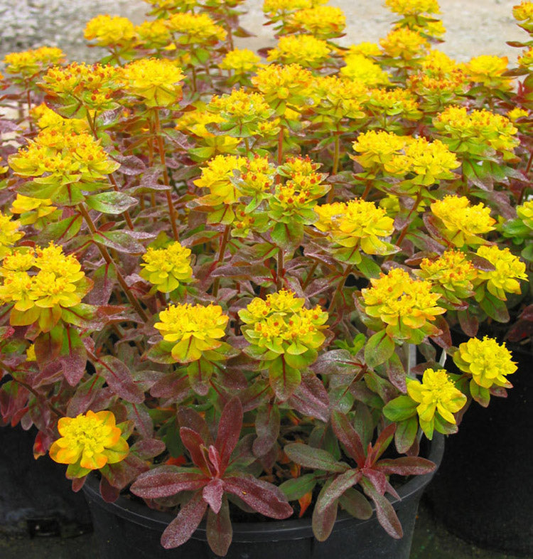 Spurge - Bonfire, 1 Pack