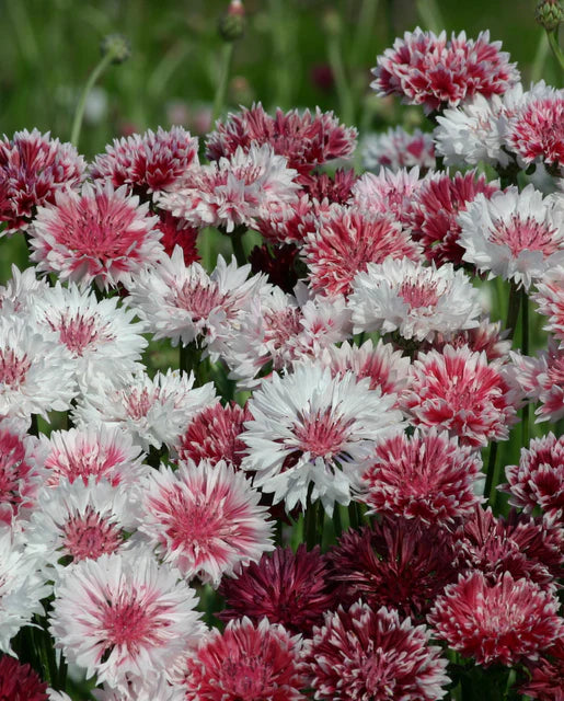 Cornflower Classic Romantic - West Coast Seeds