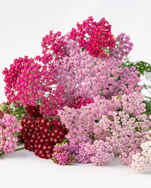 Yarrow Flowerburst Fruit Bowl - West Coast Seeds