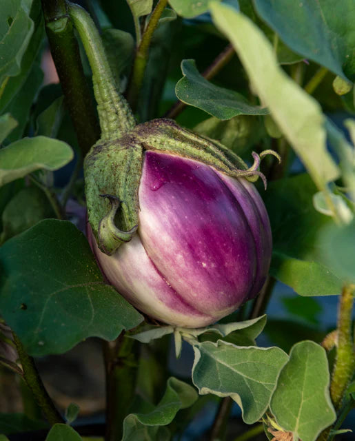 Organic Eggplant Rosa Bianca - West Coast Seeds