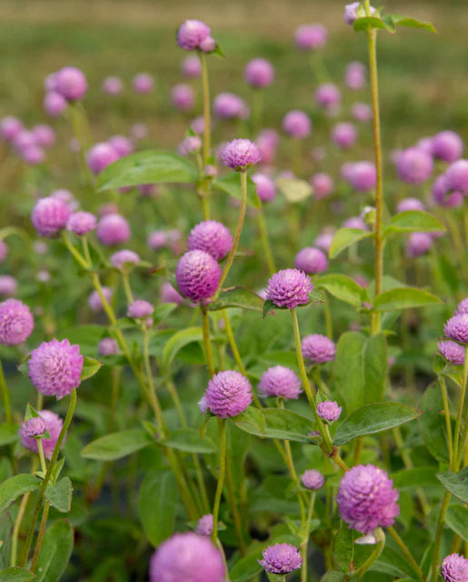 Gomphrena Lavender Lady - West Coast Seeds