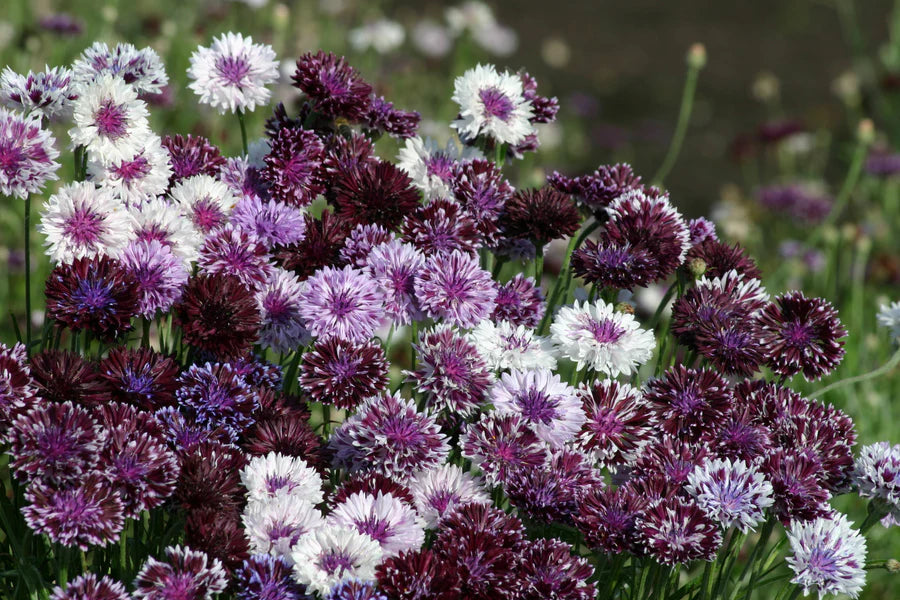 Cornflower Classic Magic - West Coast Seeds