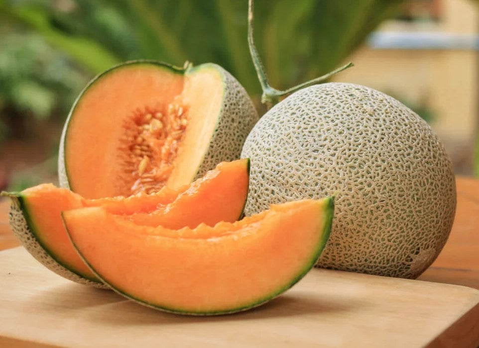 Melon Earlichamp Hybrid - Pacific Northwest Seeds