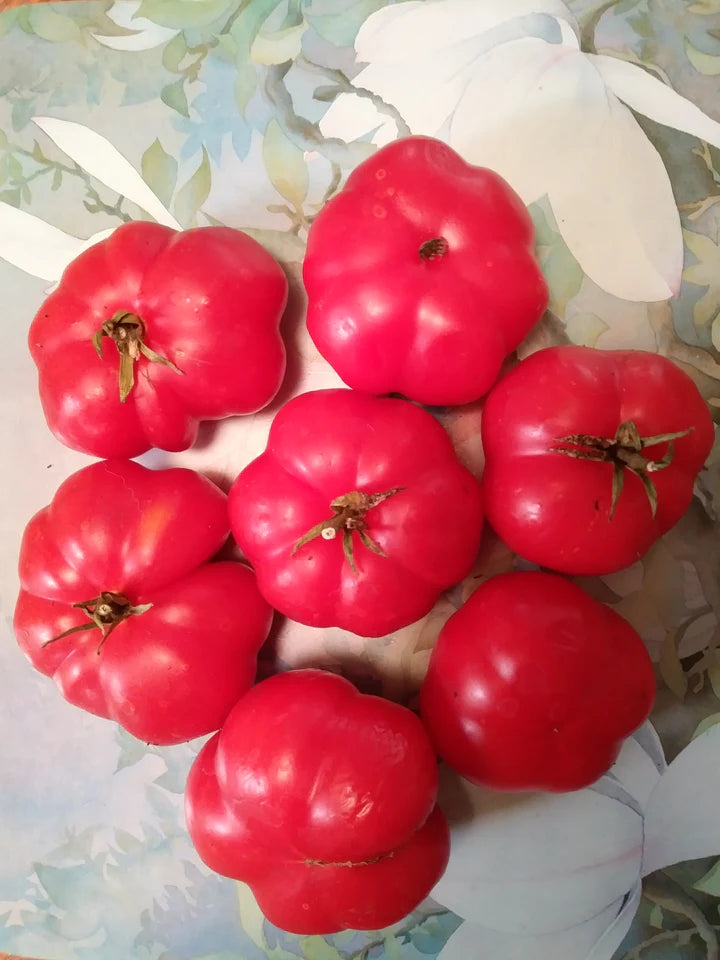 Tomato Early Large Red - Eagleridge Seeds