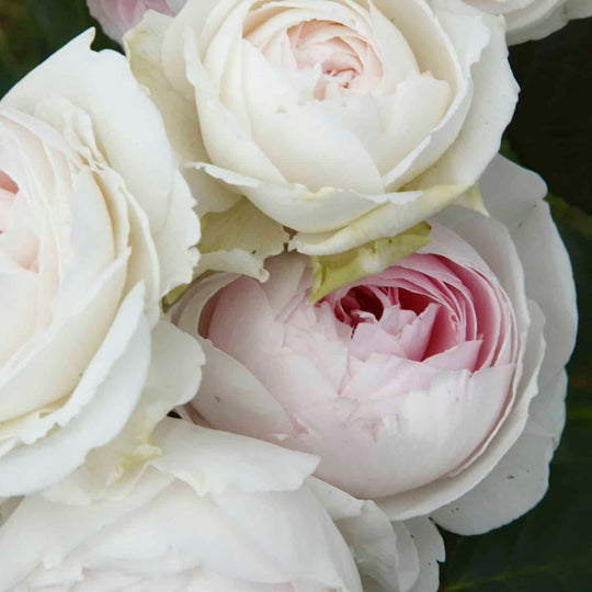 Parfuma® Earth Angel™ - Star Roses and Plants