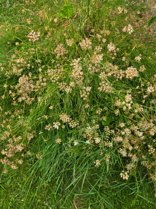 Earth Chestnut - Eagleridge Seeds