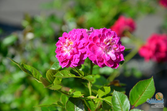 Easy Charmer - Weeks Rose