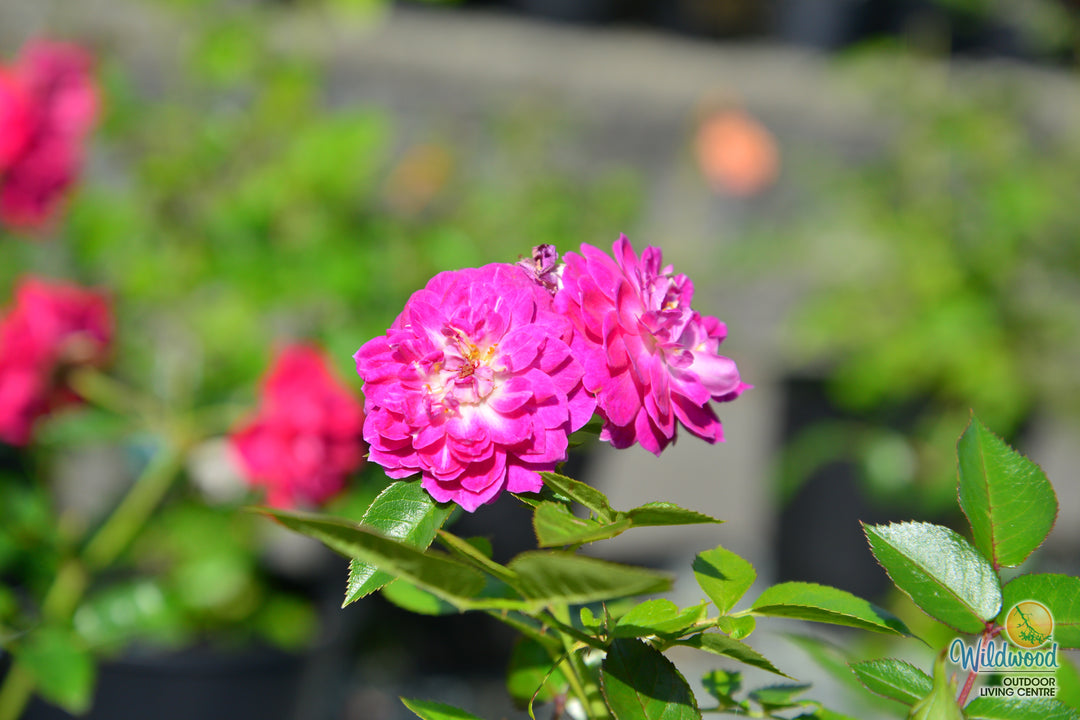 Easy Charmer - Weeks Rose