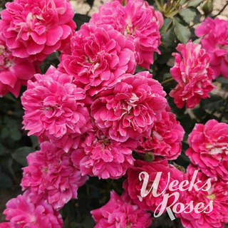 Easy Choice™ - Weeks Rose
