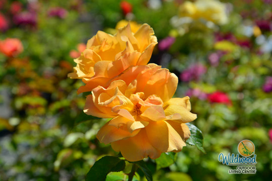 Easy Going - Weeks Rose