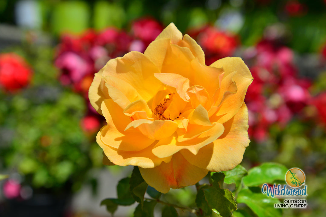 Easy Going - Weeks Rose