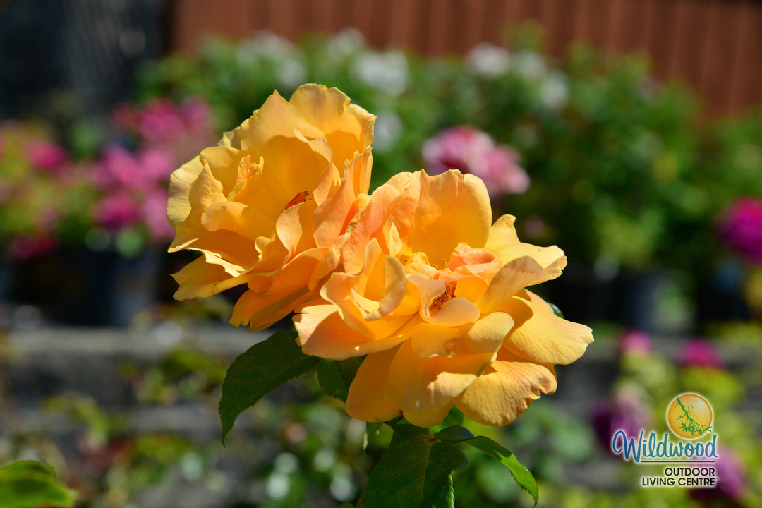 Easy Going - Weeks Rose