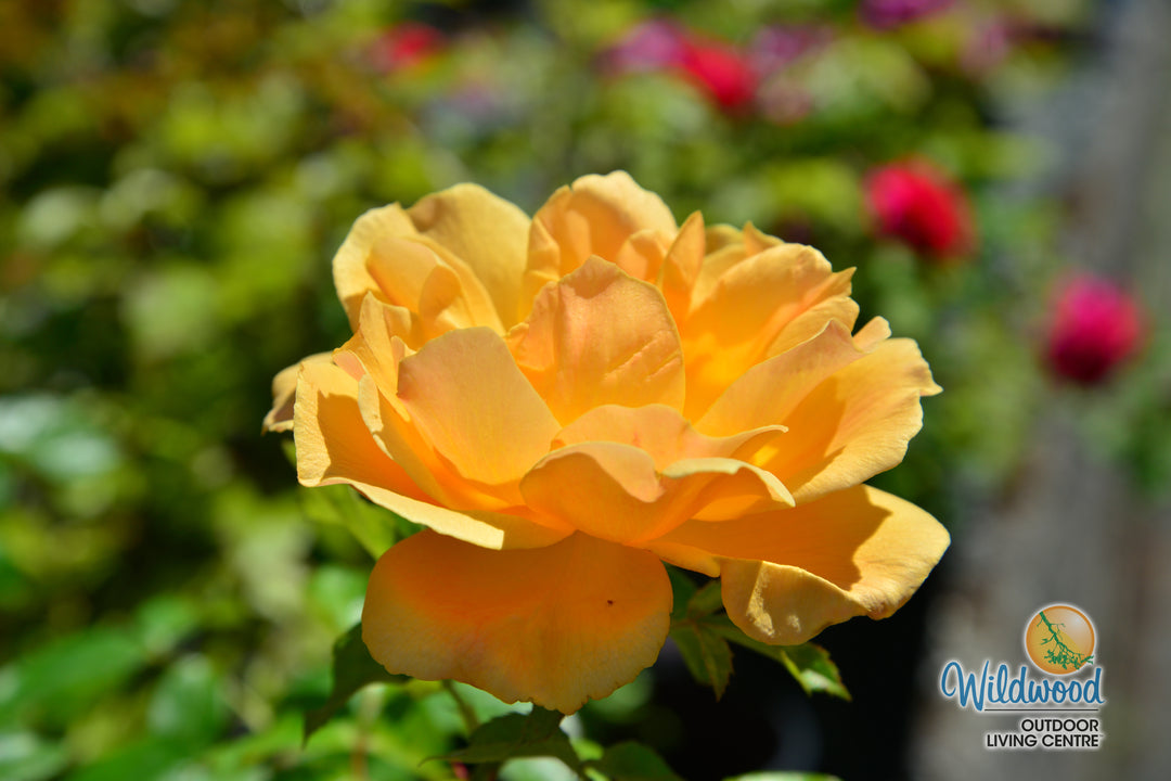 Easy Going - Weeks Rose