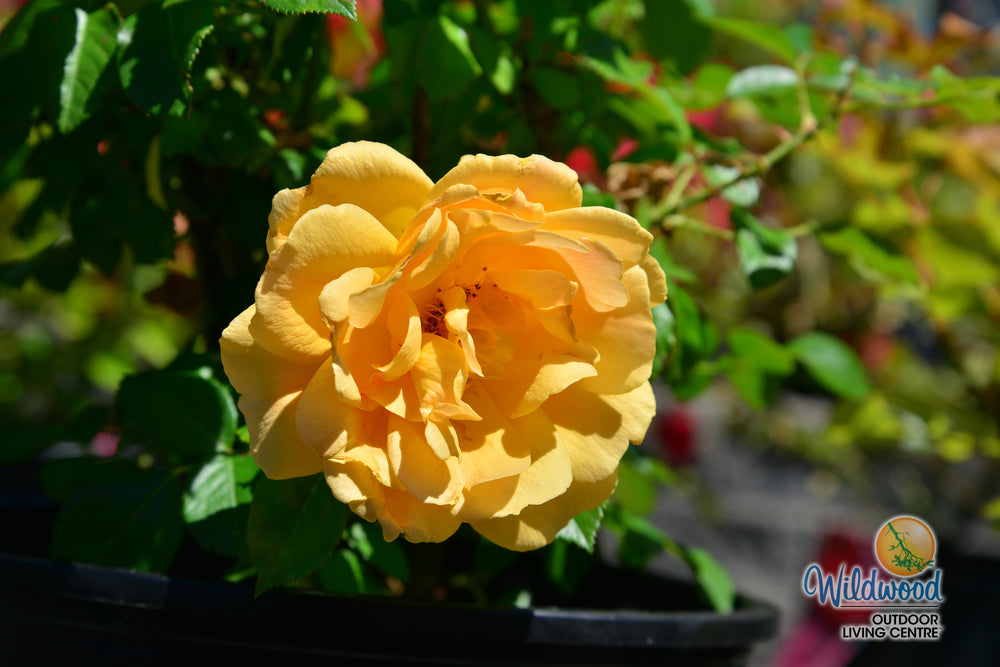 Easy Going - Weeks Rose