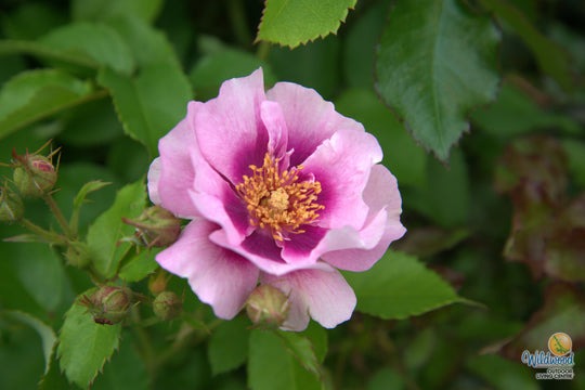 Easy on the Eyes - Weeks Rose