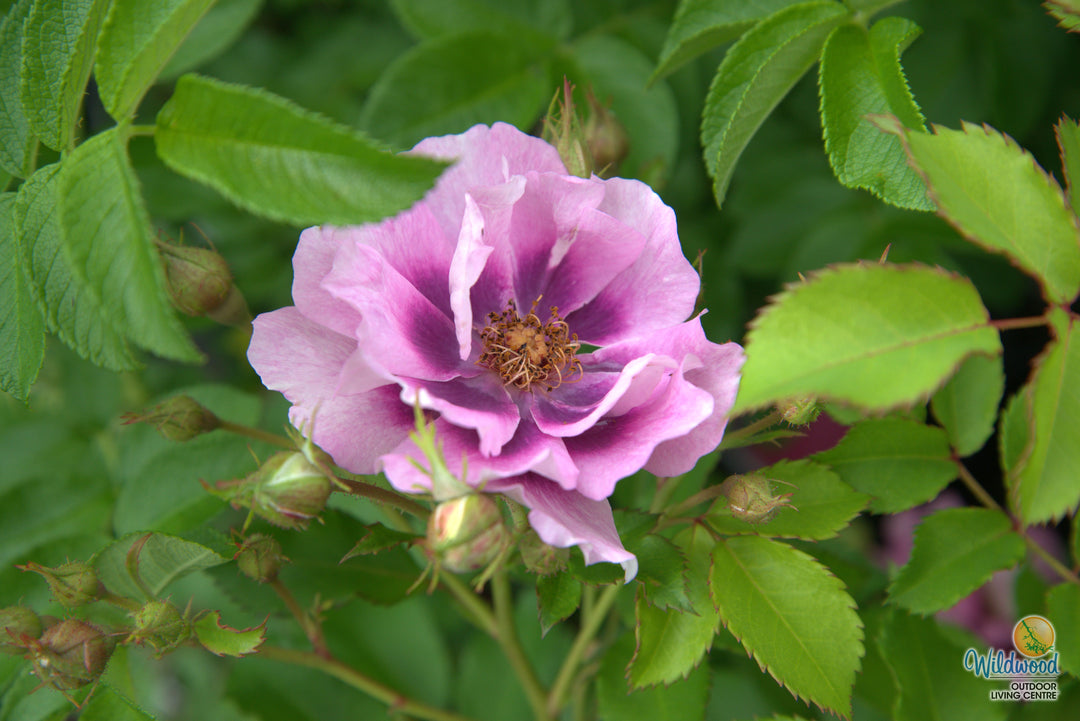 Easy on the Eyes - Weeks Rose