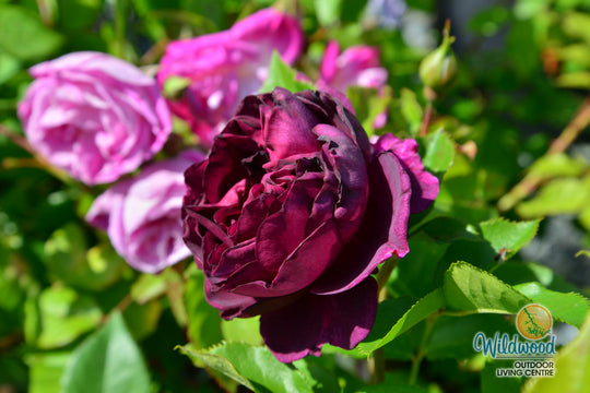Ebb Tide - Weeks Rose